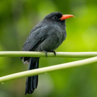 Black-fronted Nunbird